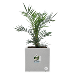 vivo next quadrat 40cm living beton